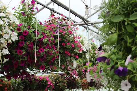pink and white flowers on white steel frame