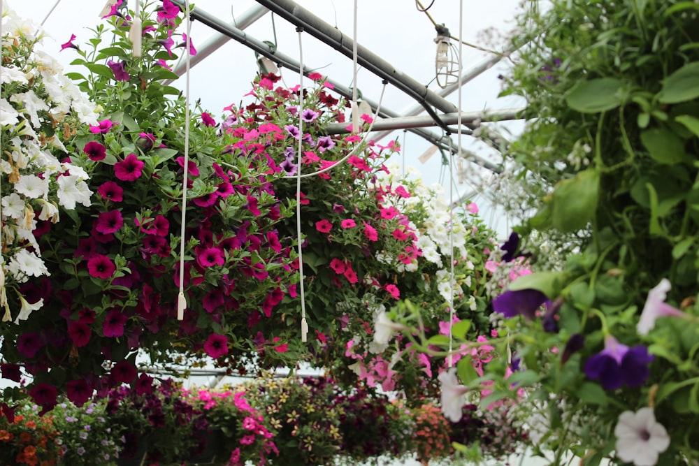 pink and white flowers on white steel frame