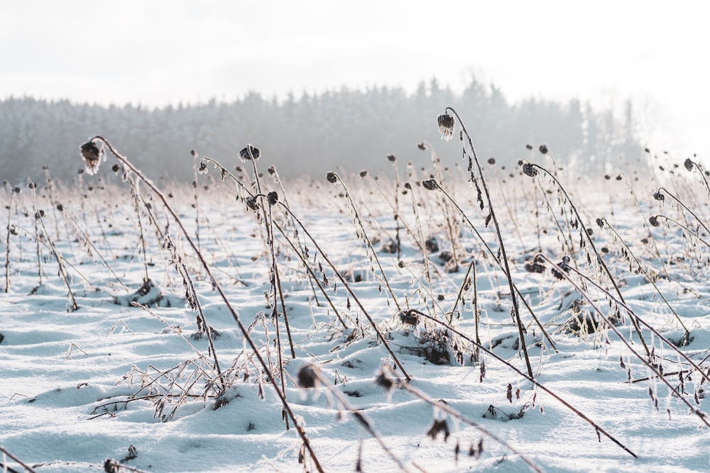 white flowers on snow covered ground during daytime