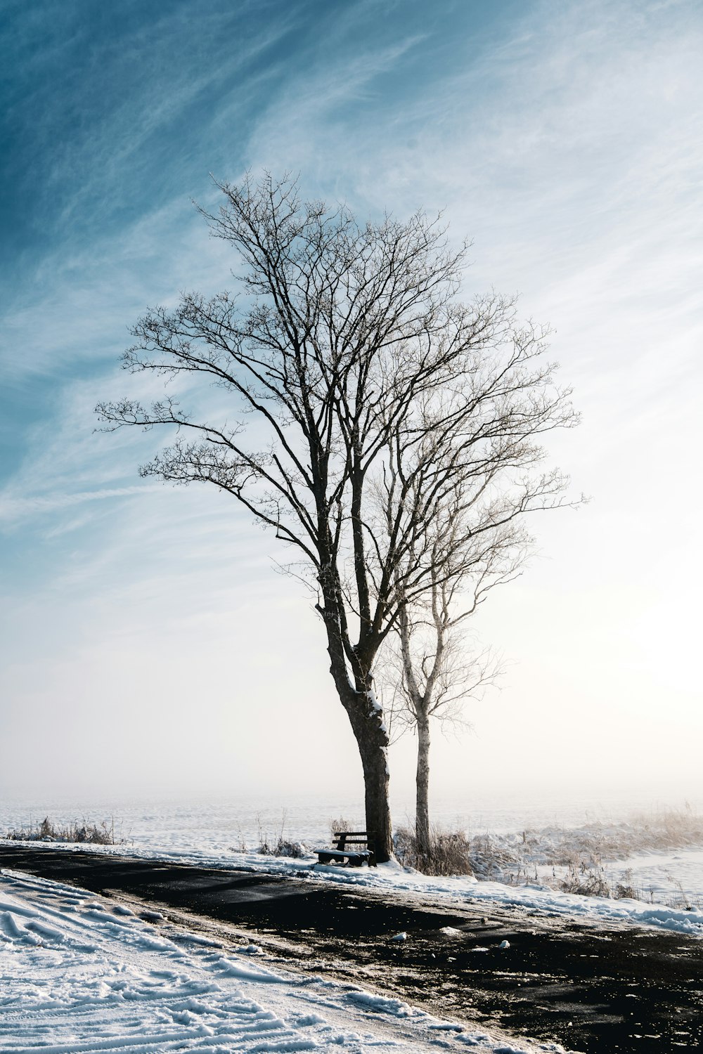 leafless tree near body of water during daytime