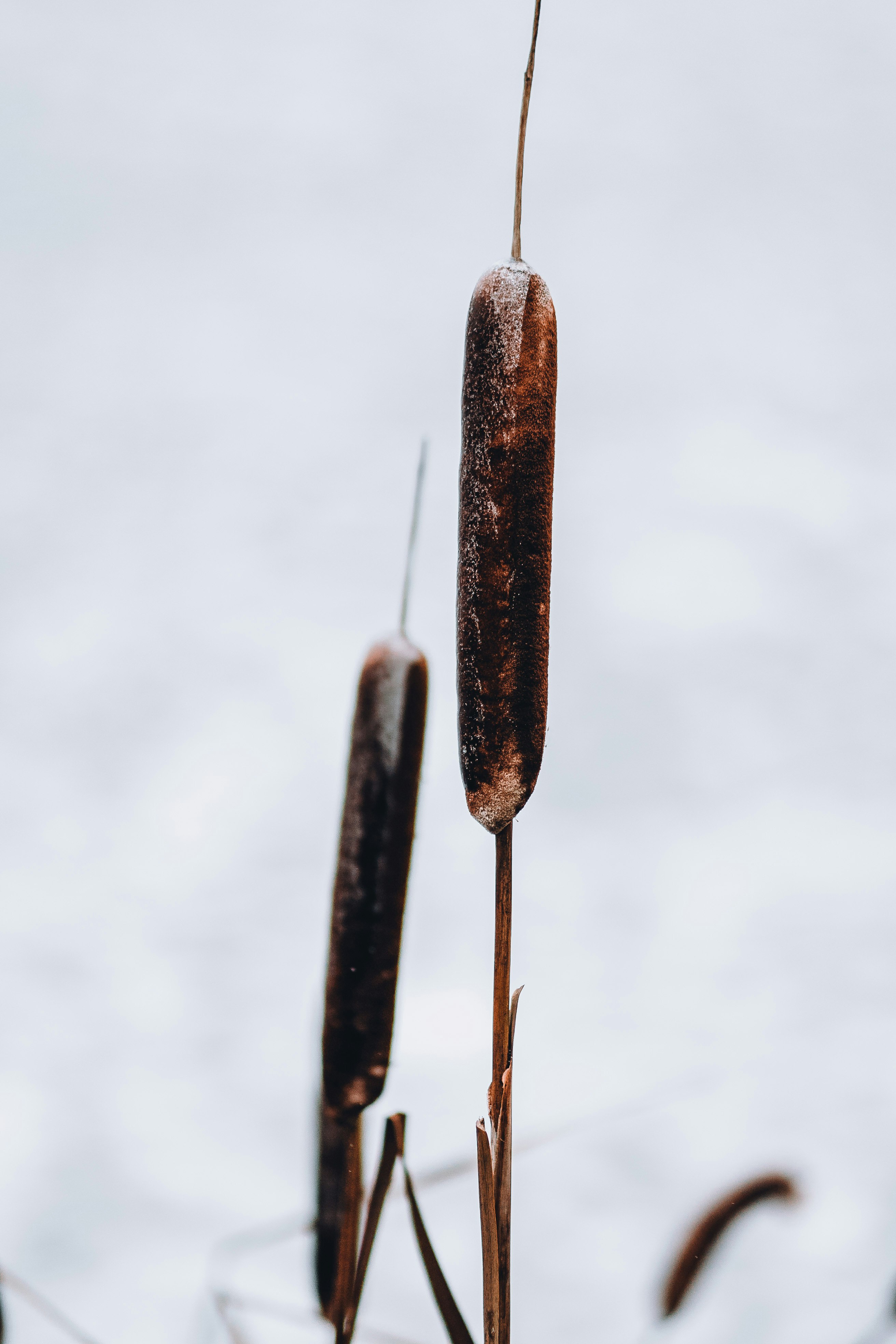 brown stick with white snow