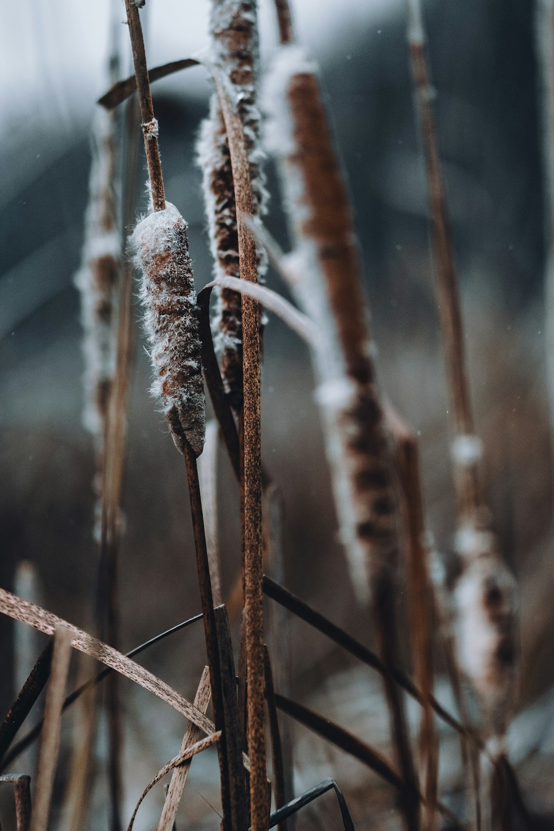 white and brown plant in close up photography