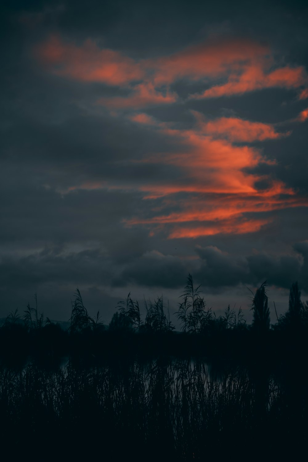 silhouette of trees under cloudy sky during sunset