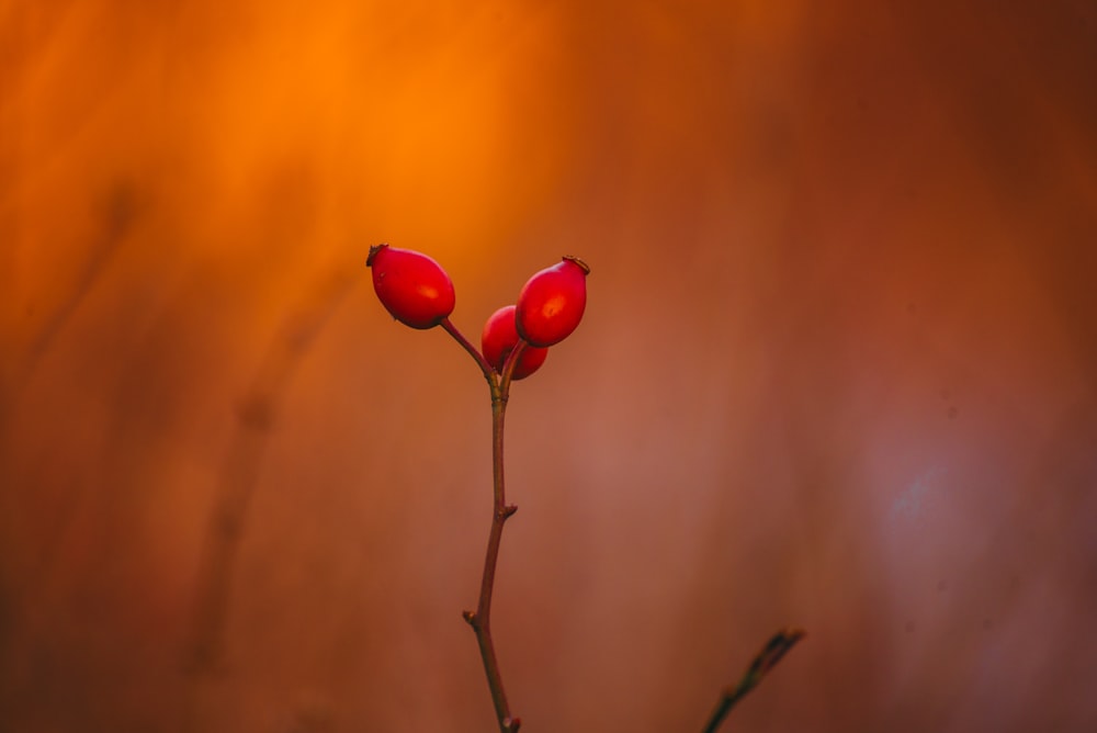 red round fruits on brown stem