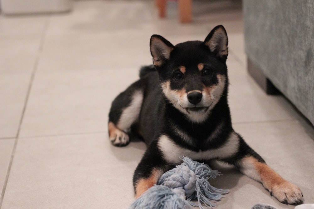 black and tan short coat small dog