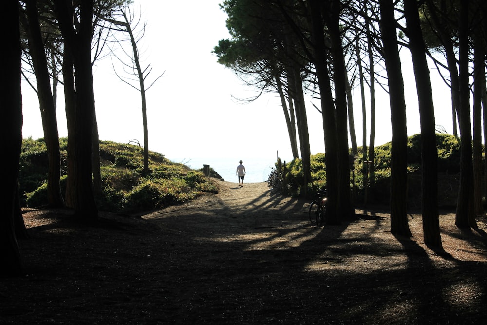 person walking on pathway between trees during daytime