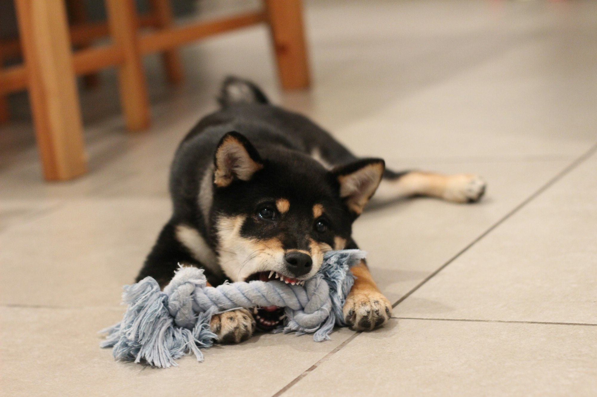 puppy biting a rope toy
