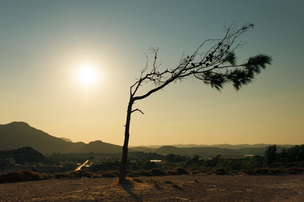 leafless tree on brown field during daytime