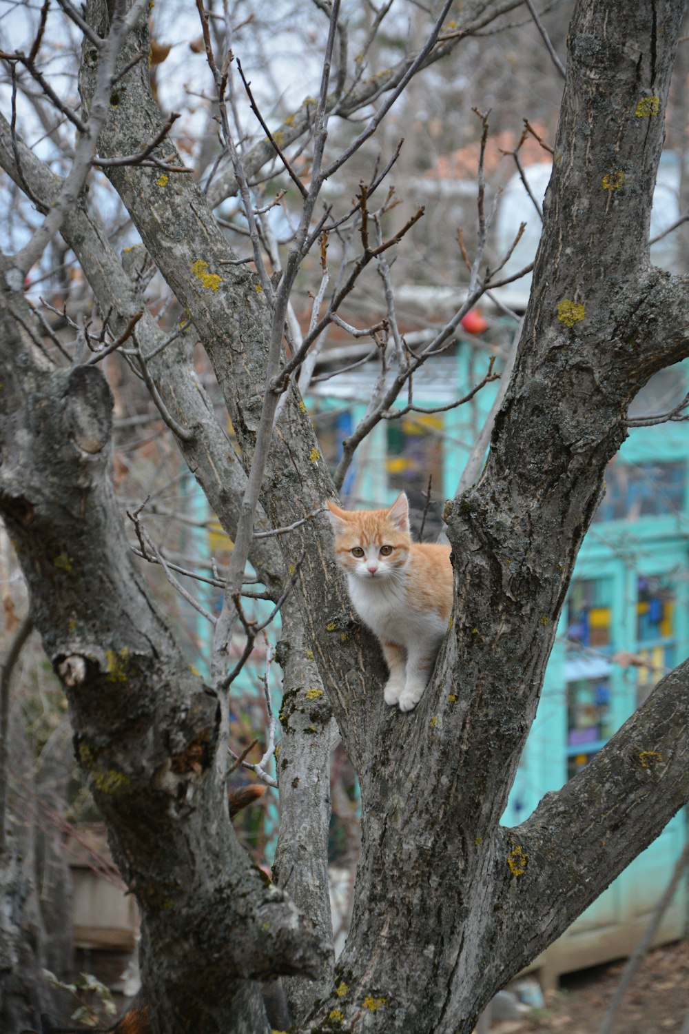 orange-weiße Katze am Baum
