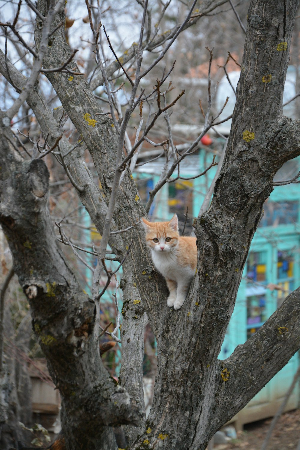 orange and white cat on tree