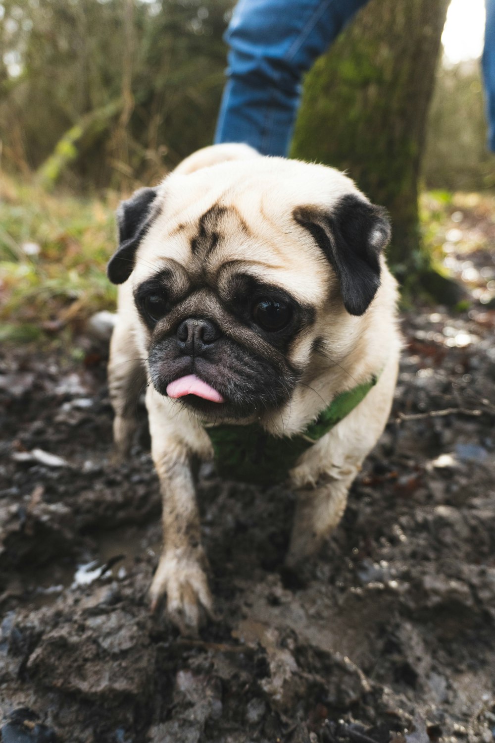 fawn pug on brown dirt