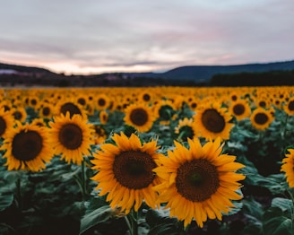 sunflower field under white sky during daytime