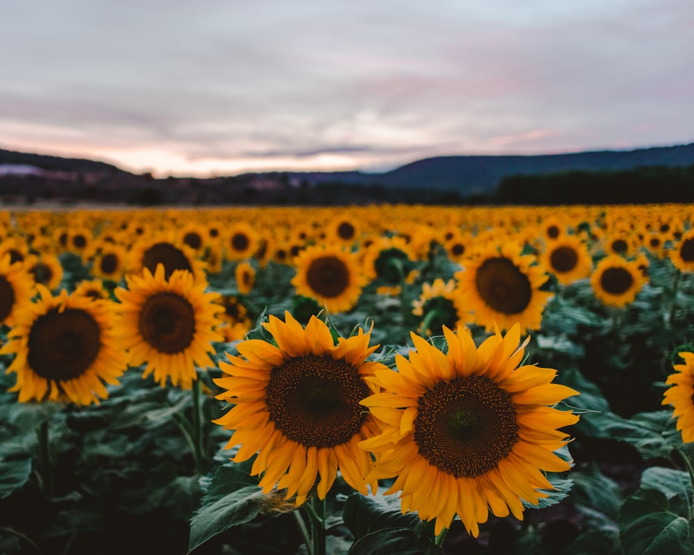 sunflower field under white sky during daytime