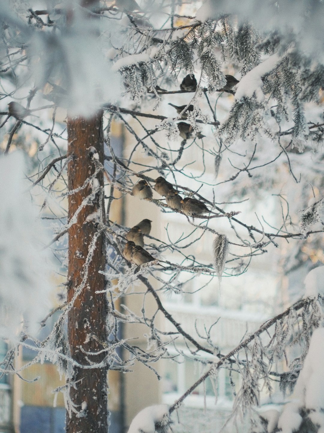 brown bird on brown tree branch during daytime