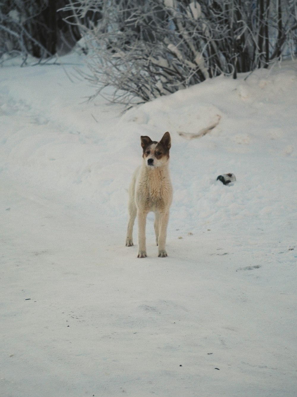 낮에는 눈 덮인 땅에 흰색과 갈색의 짧은 코팅 개