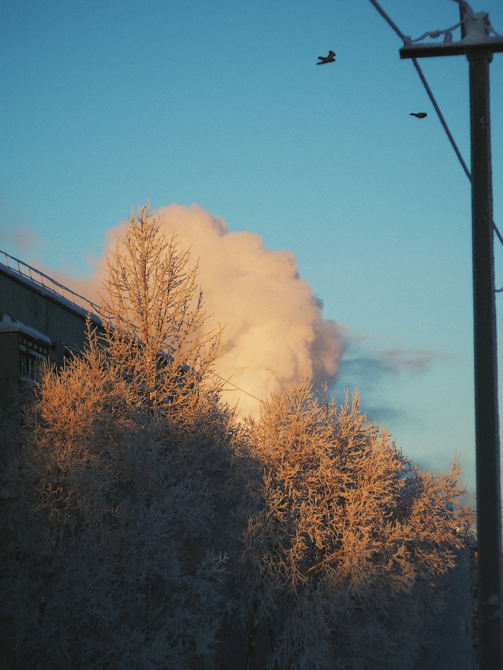 brown trees under blue sky during daytime