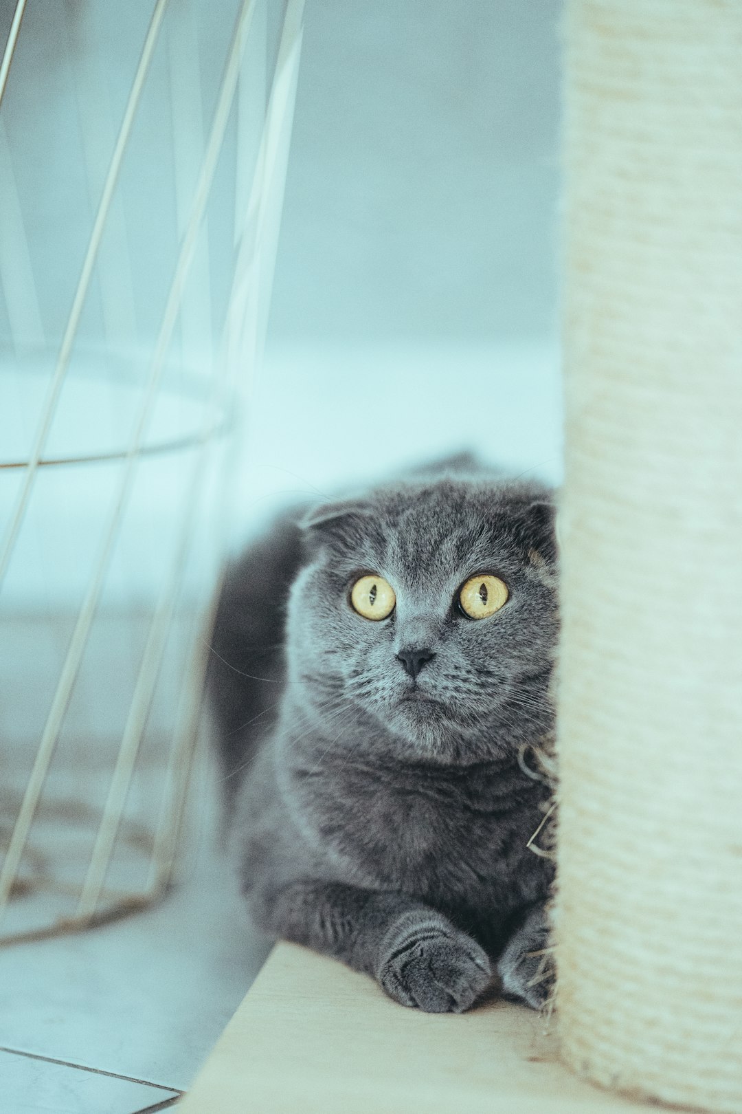 russian blue cat on brown cat tree