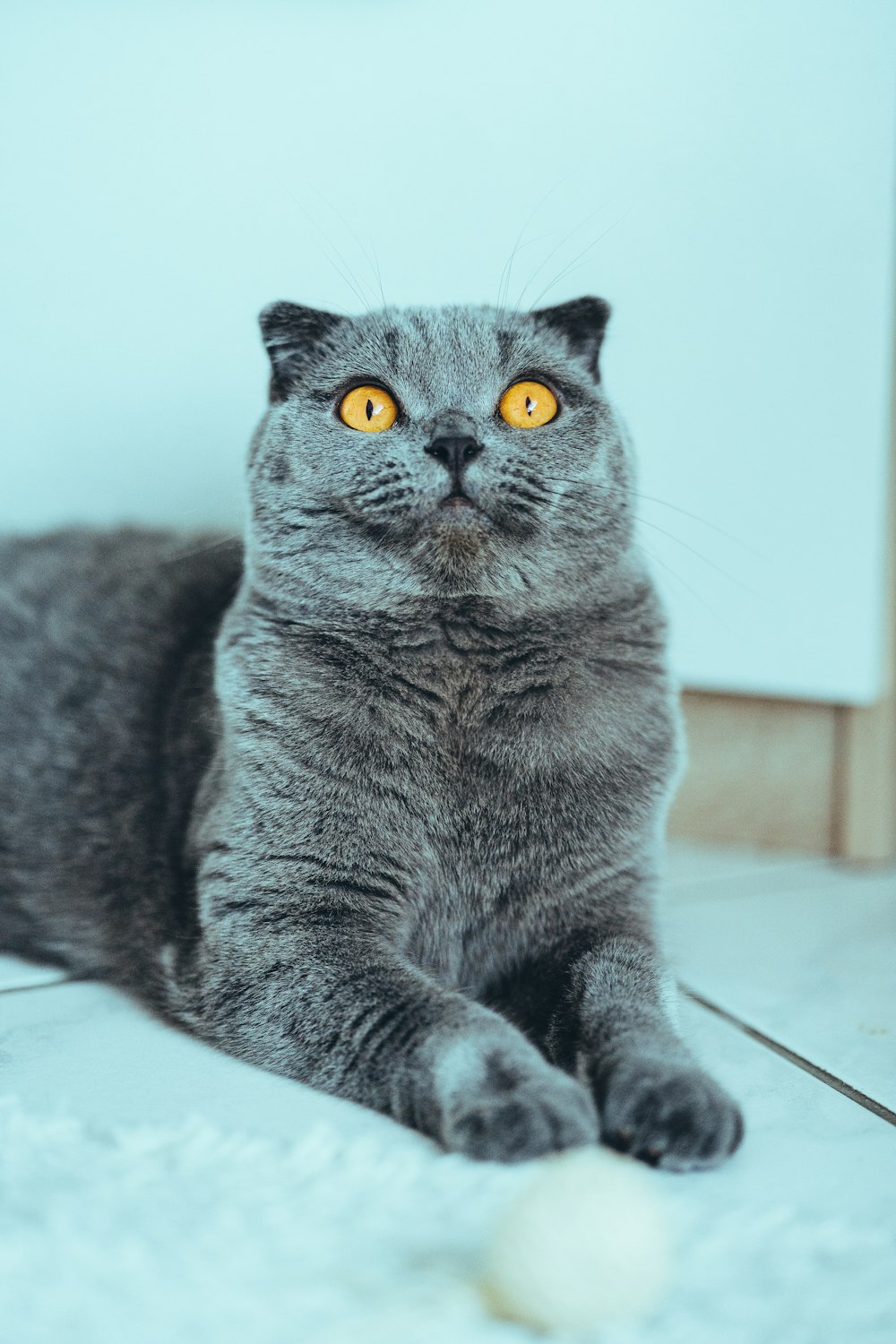 russian blue cat on white table