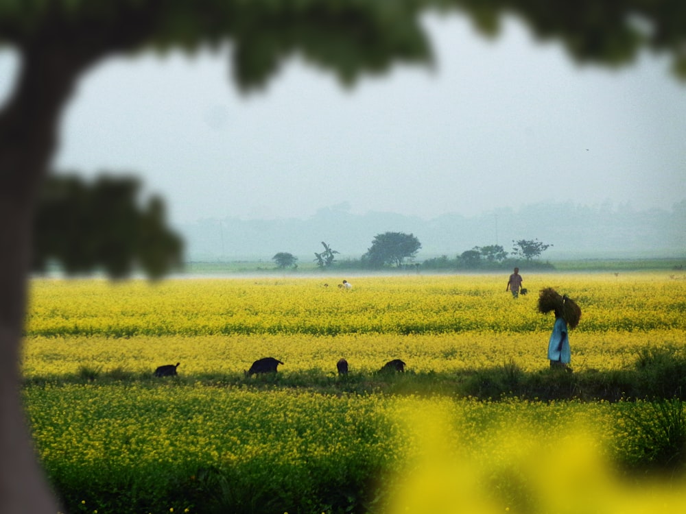 man in blue shirt standing on green grass field during daytime