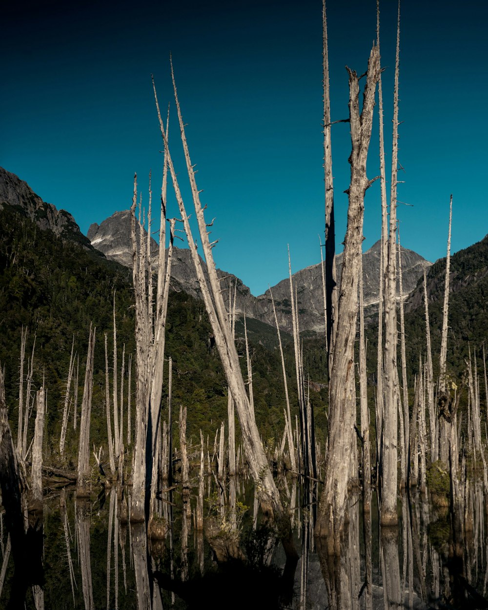 brown and green trees near mountain under blue sky during daytime