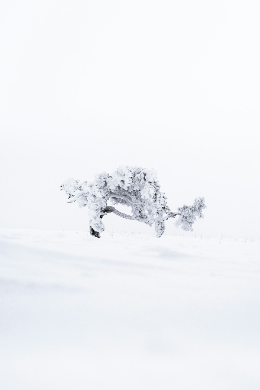 white and black tree on snow covered ground