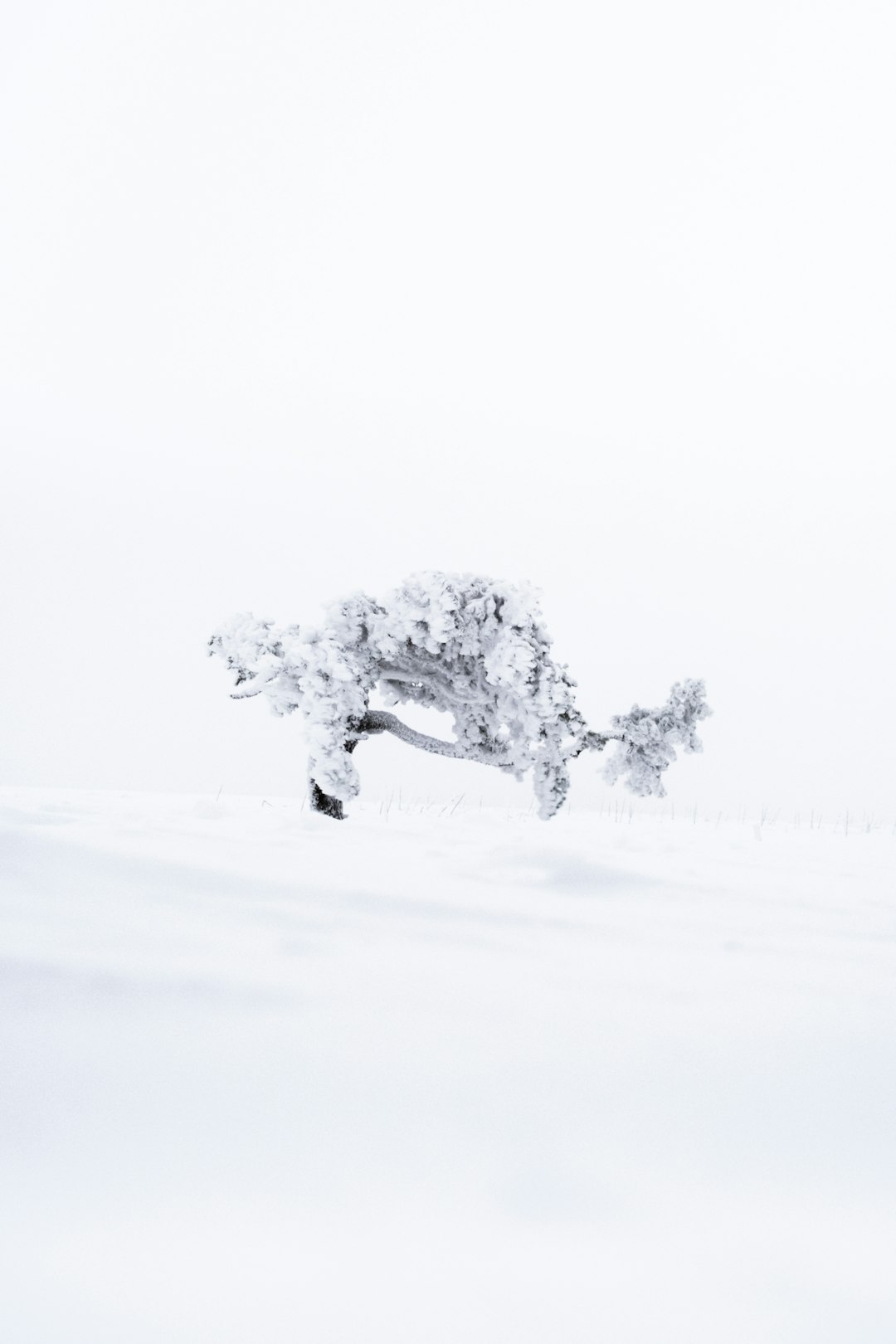 white and black tree on snow covered ground