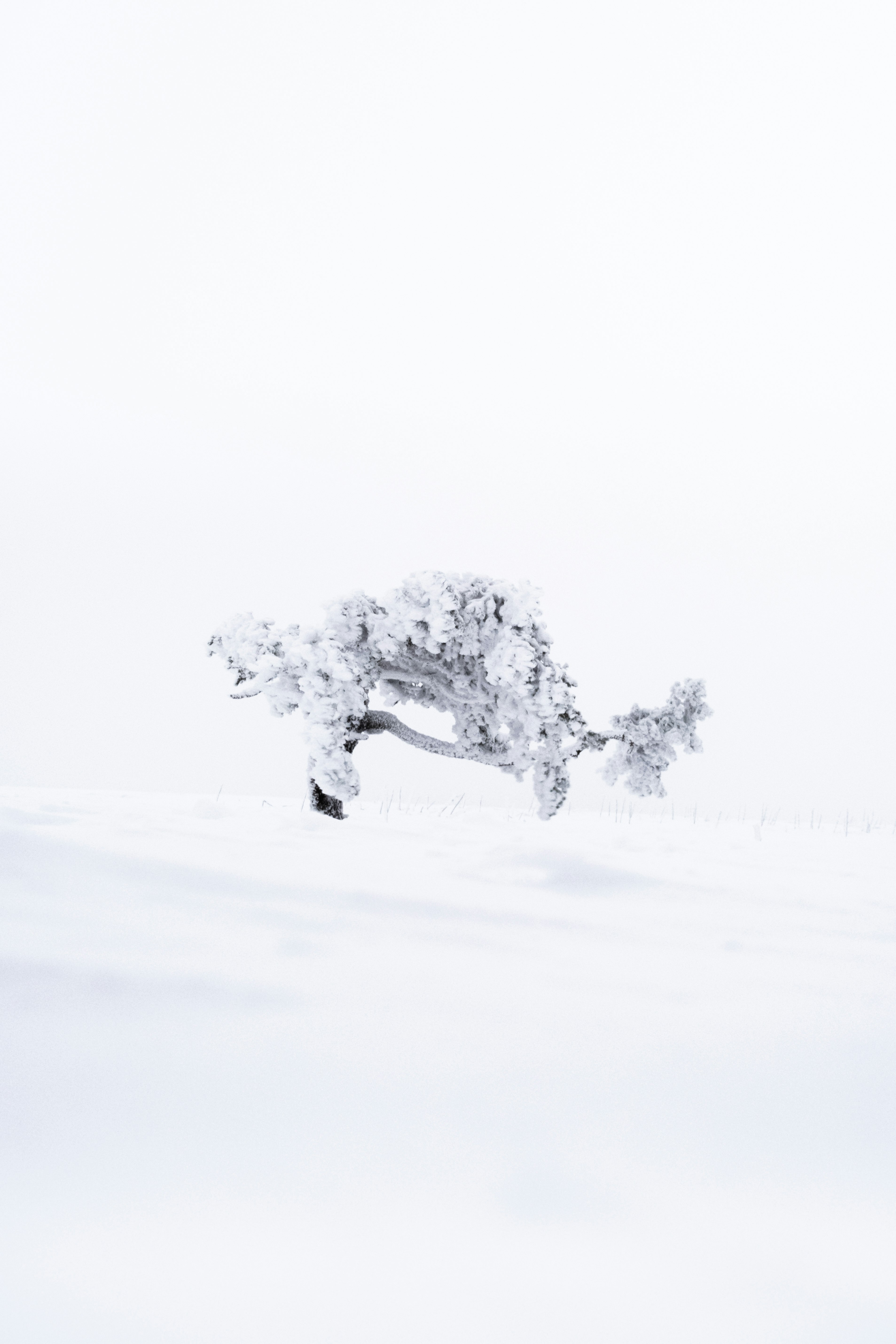 white and black tree on snow covered ground