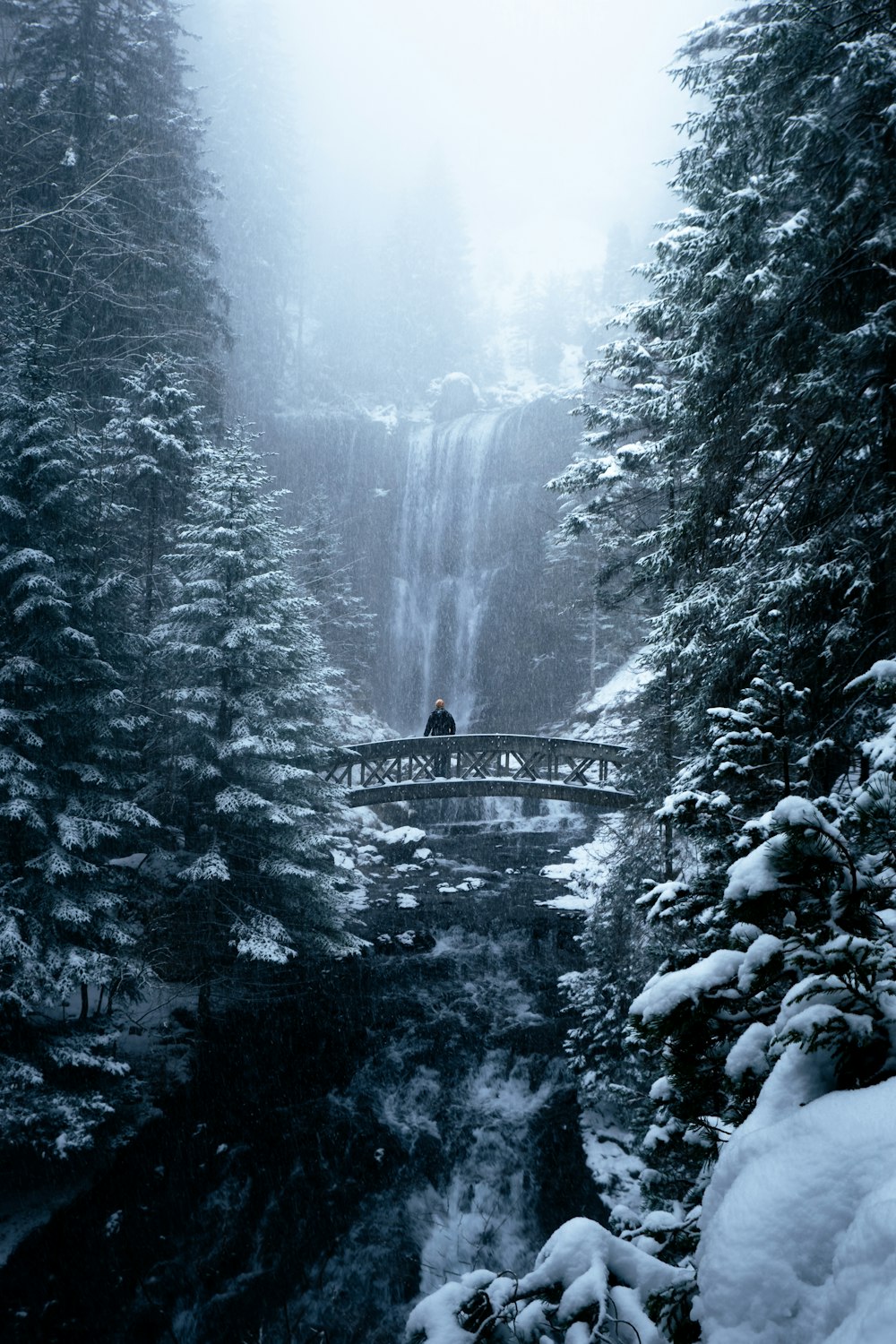 bridge over river between trees