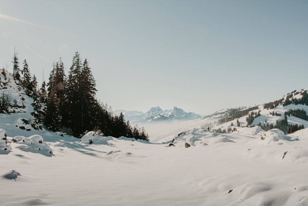 green pine trees on snow covered ground during daytime