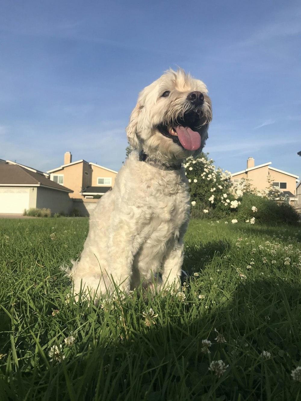 white long coated dog on green grass field under blue sky during daytime