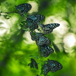 black and white butterfly perched on green leaf in close up photography during daytime