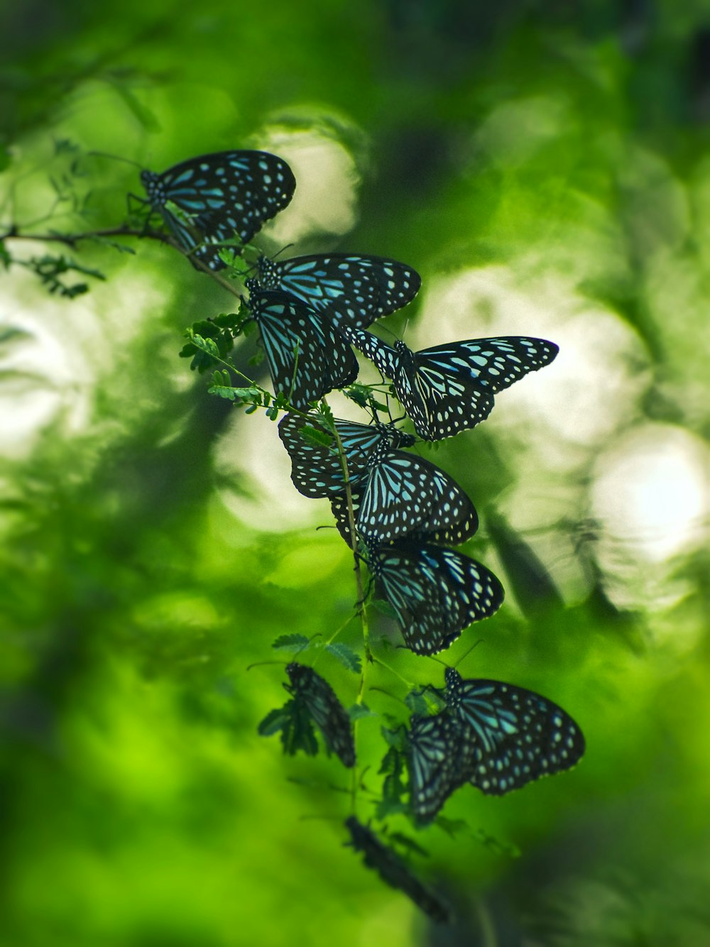 black and white butterfly perched on green leaf in close up photography during daytime