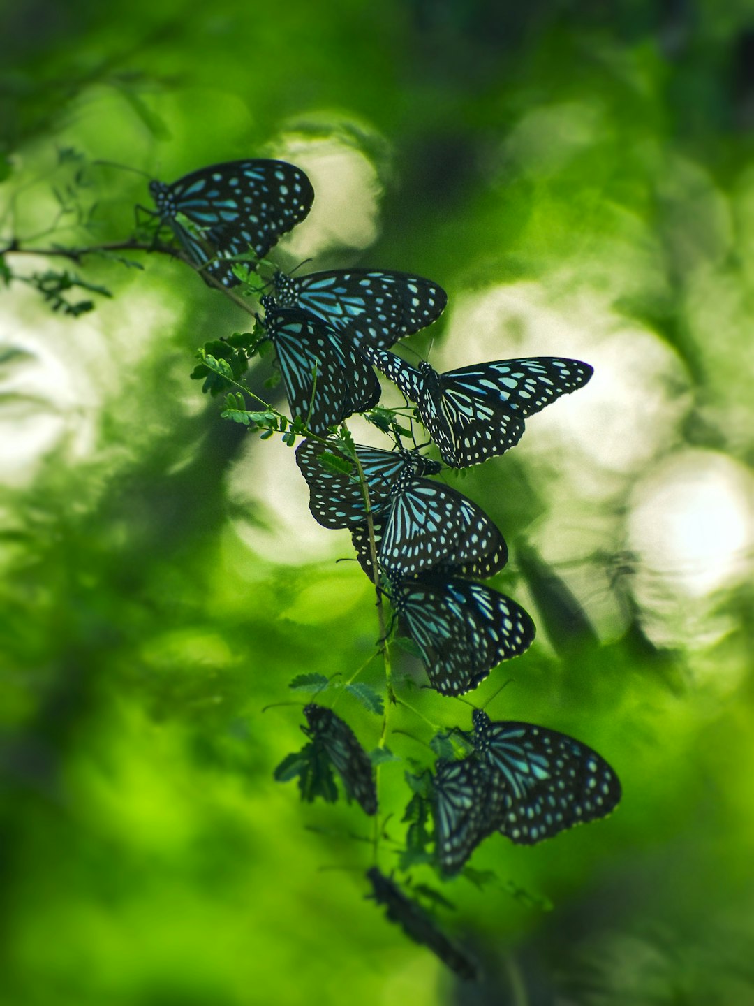 Butterflys Pictures | Download Free Images on Unsplash