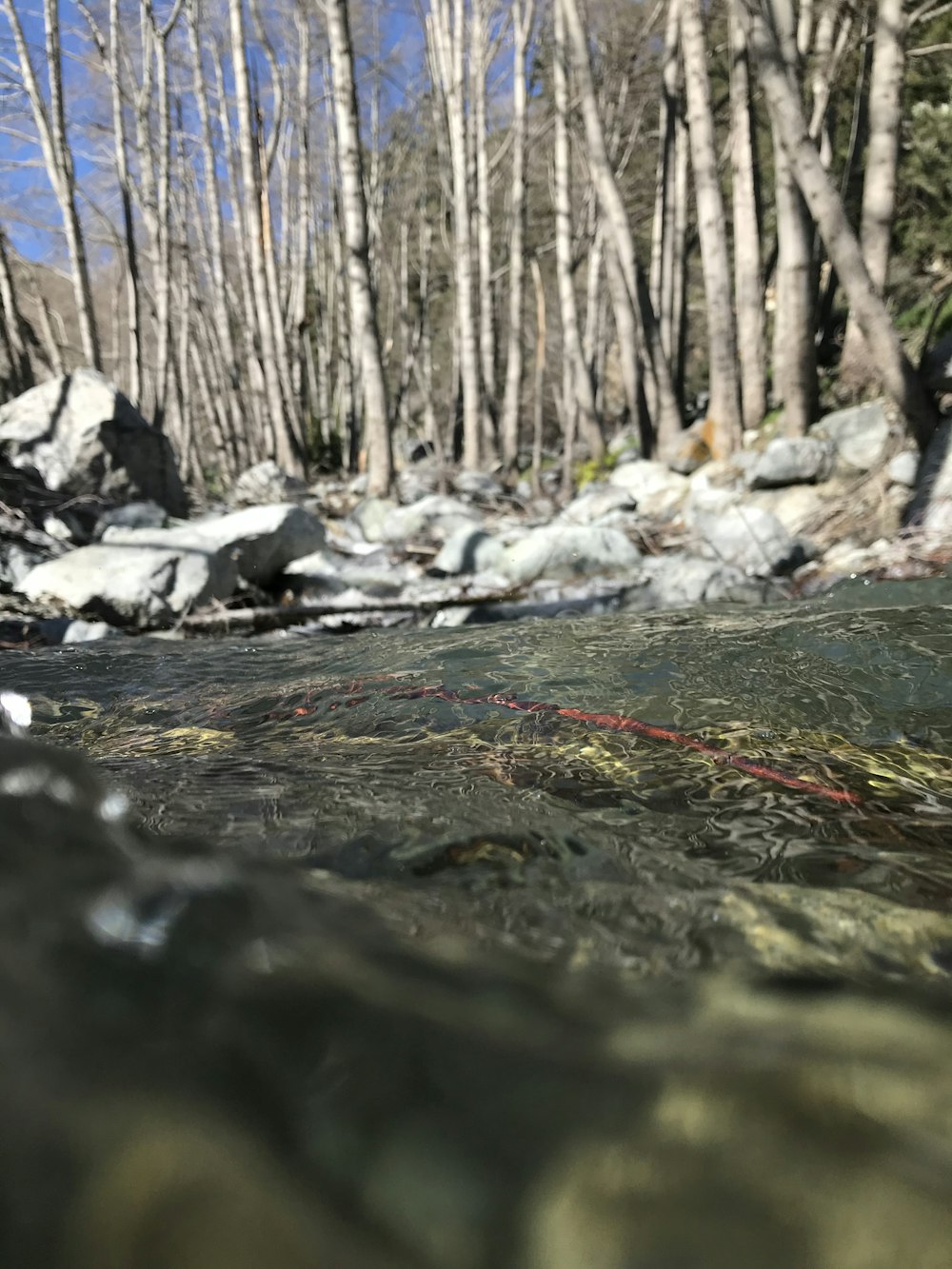 river in the woods during daytime