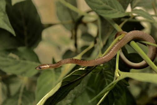 A brown snake is coiled on a green plant with its body wrapped around branches and leaves. The background is softly blurred, highlighting the intricate patterns on the snake's skin and the texture of the surrounding foliage.