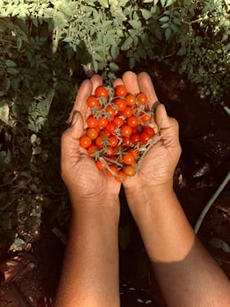 person holding red round fruits