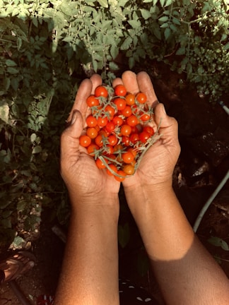 person holding red round fruits