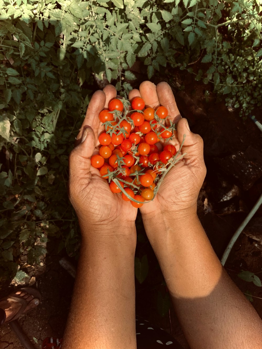 person holding red round fruits