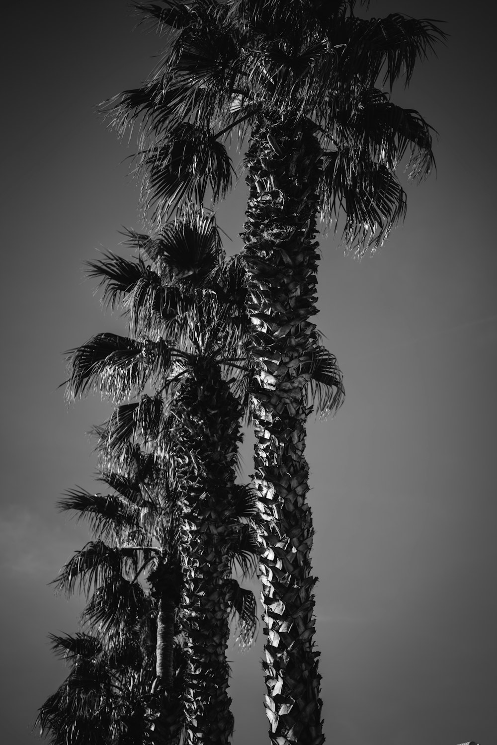 grayscale photo of tree with leaves