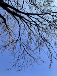 A network of bare tree branches stretches across a clear blue sky, dotted with a few sparse leaves and small red flowers, creating a striking contrast against the background.