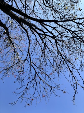 A network of bare tree branches stretches across a clear blue sky, dotted with a few sparse leaves and small red flowers, creating a striking contrast against the background.