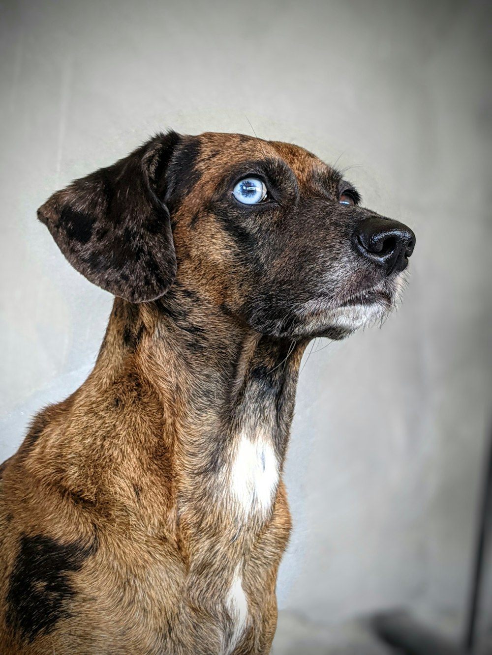 brown and black short coated dog