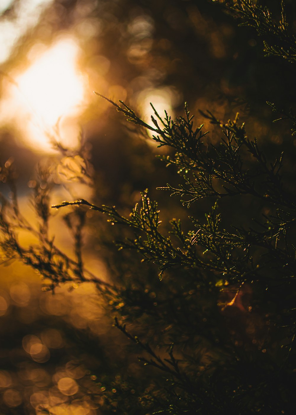 silhouette of plant during sunset