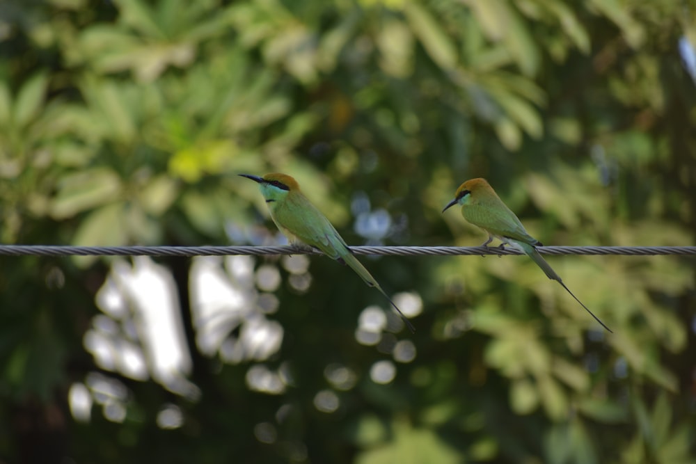 green and yellow bird on black wire during daytime