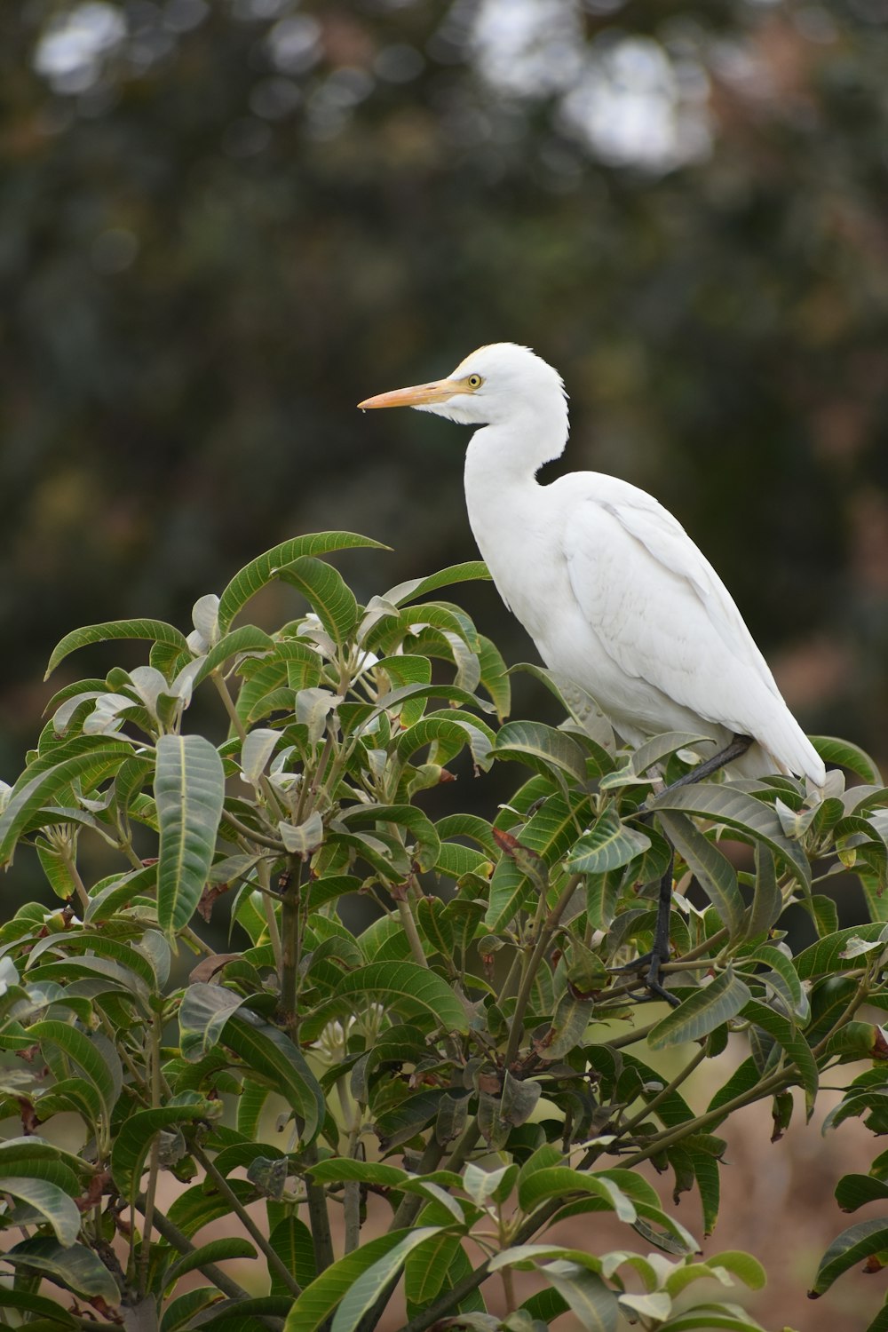 white bird on green plant during daytime