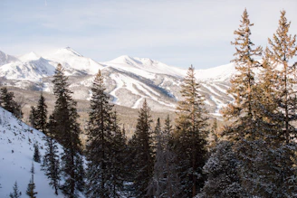 green pine trees on snow covered mountain during daytime