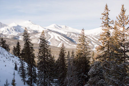 green pine trees on snow covered mountain during daytime