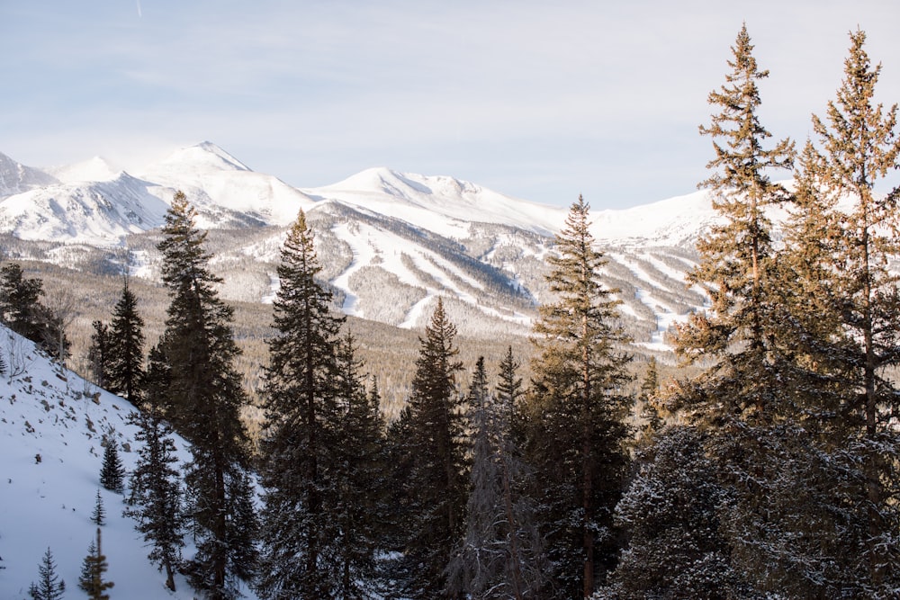 green pine trees on snow covered mountain during daytime