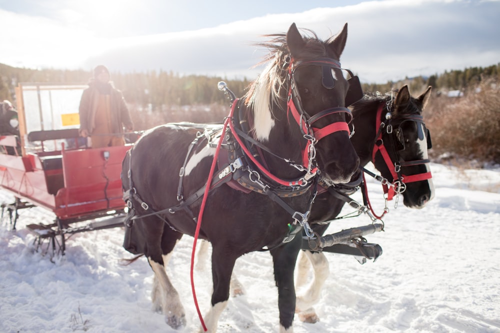 brown horse with brown leather strap on snow covered ground during daytime