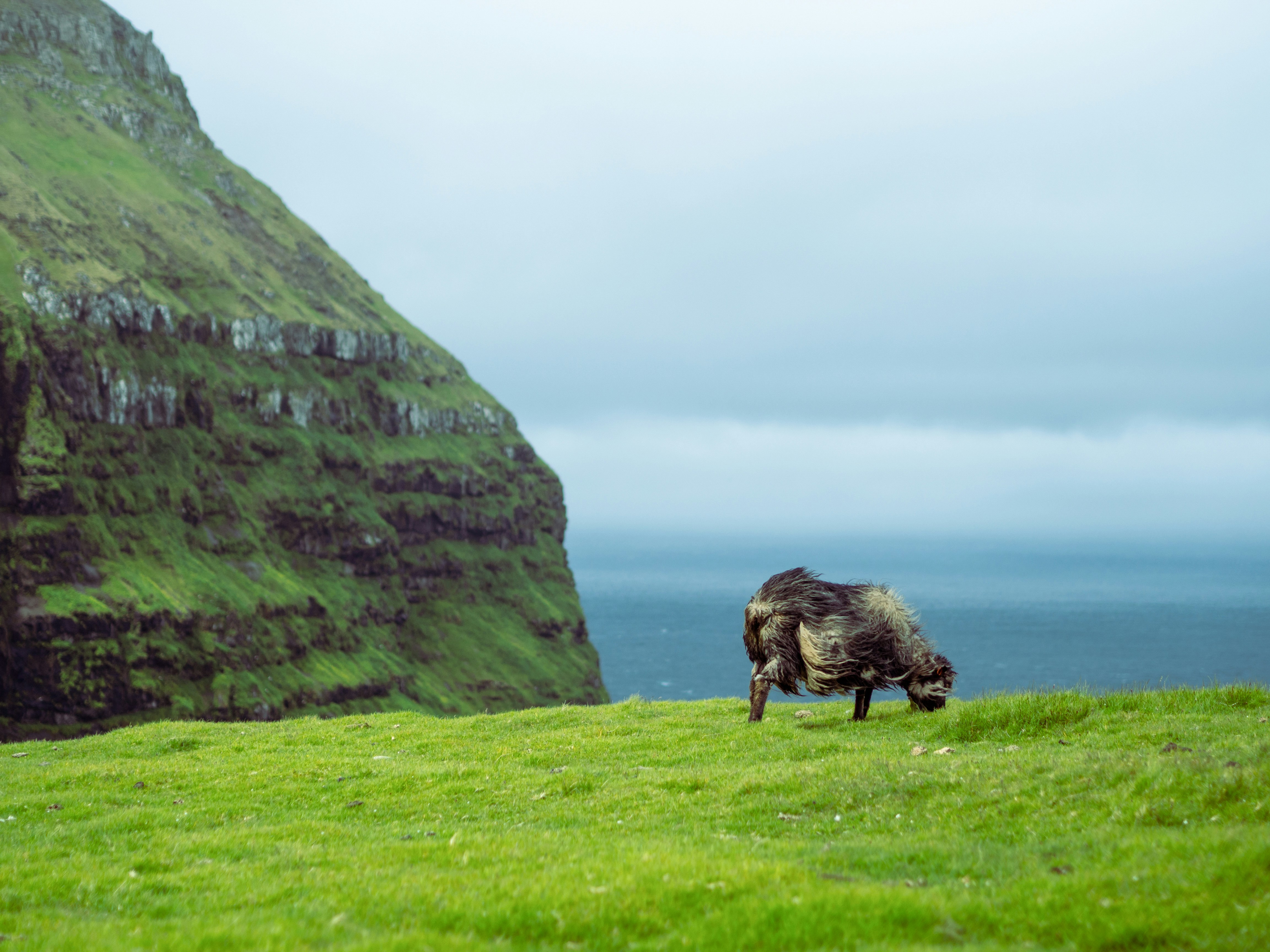 green grass field near mountain during daytime, Sheep grazing in the wind